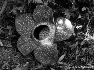 Rafflesia flower