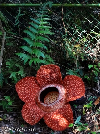 Rafflesia flower - Poring