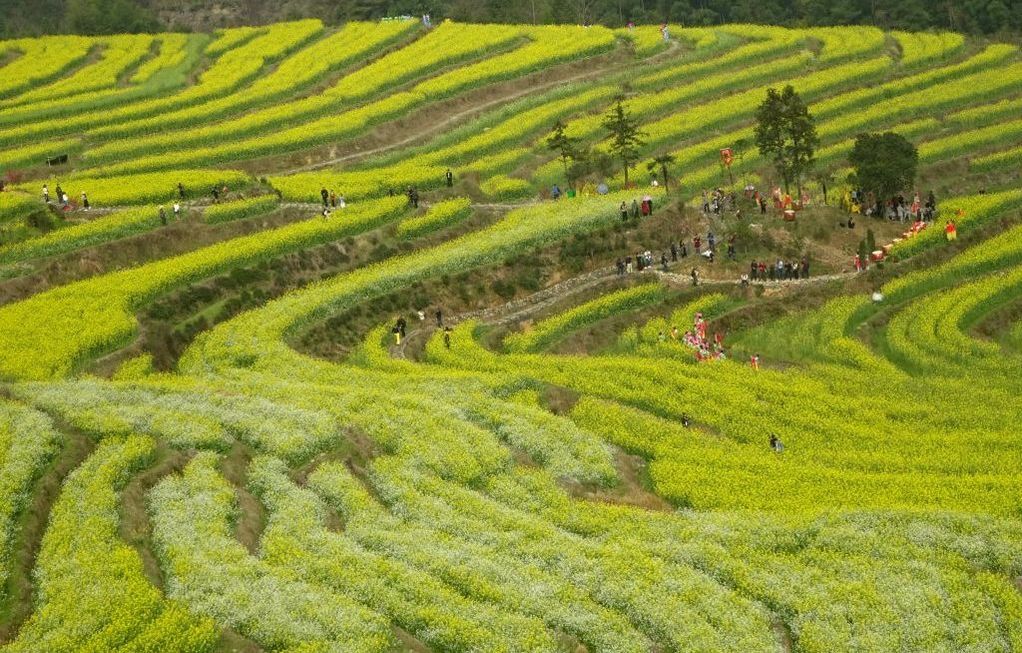 rapeseed terraces, Lishantou Village, 李山头村, Longquan, China