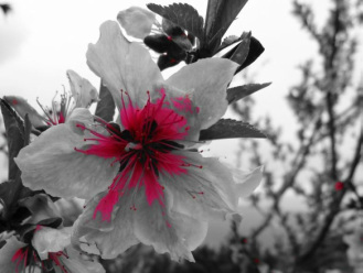 Peach Blossom, Lishui, China