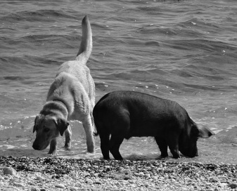 Dog taste