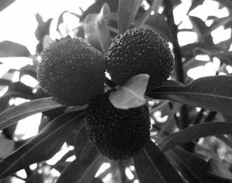 yangmey, red bayberry