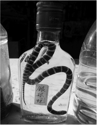 snake wine