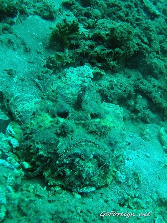 Stonefish