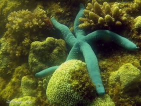 Diving Mantanani star fish