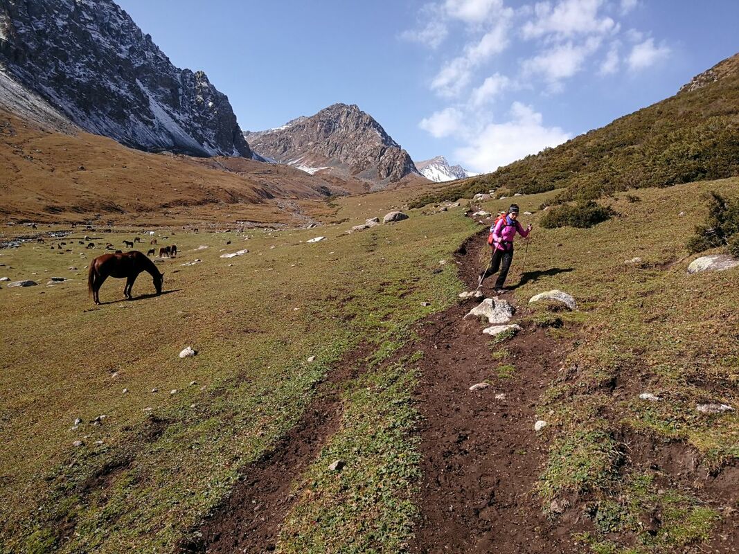 Wild horses, Kyrgyzstan