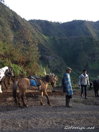 Bromo horses
